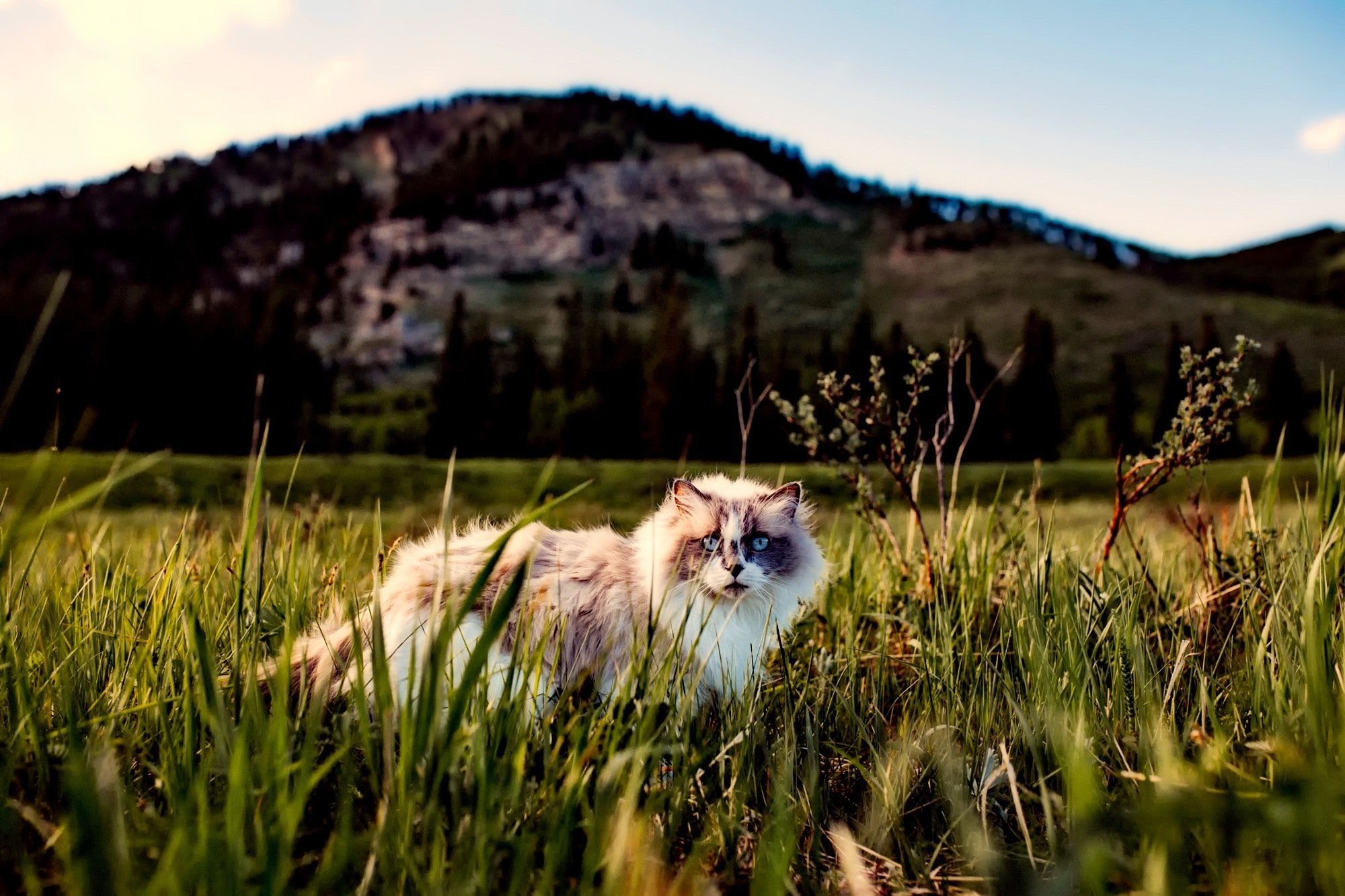 Persian Cat