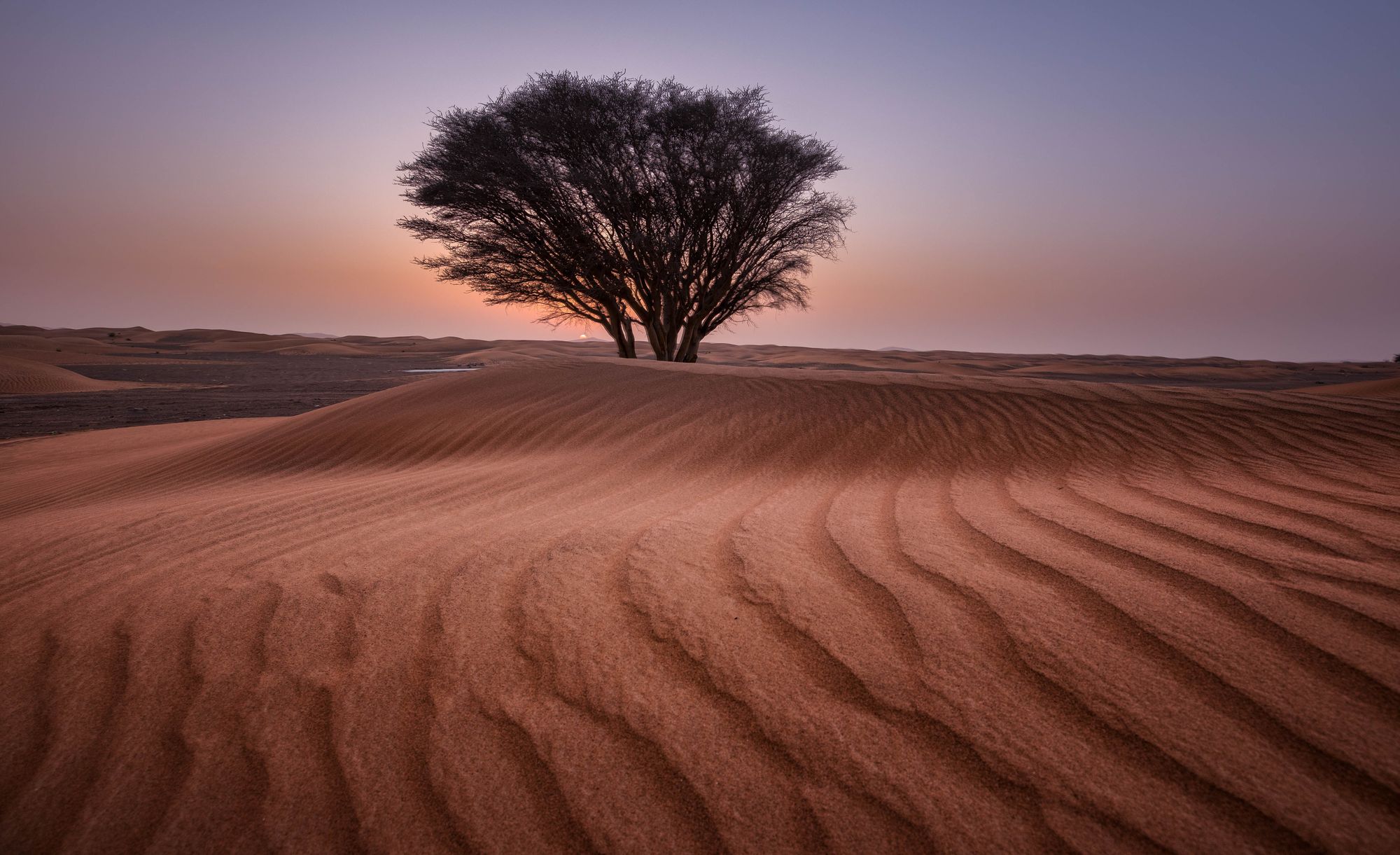 Desert Night